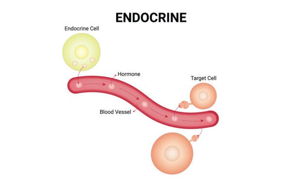 Download Endocrine Science Design Vector Diagram - Diagram Collection
